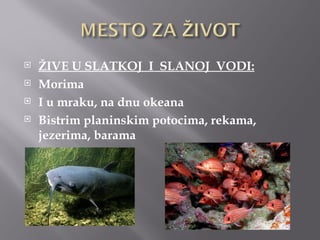    ŽIVE U SLATKOJ I SLANOJ VODI:
   Morima
   I u mraku, na dnu okeana
   Bistrim planinskim potocima, rekama,
    jezerima, barama
 