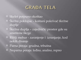    Skelet potpuno okoštao
   Škržni poklopac - koštani pokrivač škržne
    duplje
   Škržna duplja – zajednički prostor gde su
    smeštene škrge
   Riblji mehur - zaranjenje i izranjanje, kod
    nekih disanje
   Parna peraja: grudna, trbušna
   Neparna peraja: leđno, analno, repno
 