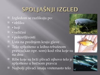    Izgledom se razlikuju po:
   • obliku
   • boji
   • veličini
   • pokretljivosti
   Usta na prednjem kraju glave
   Telo spljošteno u leđno-trbušnom
    pravcu(kao npr. som)-kod riba koje su
    na dnu
   Ribe koje su brži plivači njhovo telo je
    spljošteno u bočnom pravcu
   Najbolji plivači imaju vretenasto telo
 