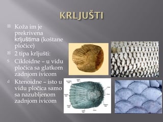    Koža im je
    prekrivena
    krljuštima (koštane
    pločice)
   2 tipa krljušti:
S   Cikloidne – u vidu
    pločica sa glatkom
    zadnjom ivicom
d   Ktenoidne – isto u
    vidu pločica samo
    sa nazubljenom
    zadnjom ivicom
 