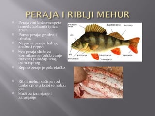    Peraja čini koža razapeta
    između koštanih iglica –
    žbica
   Parna peraja: grudna i
    trbušna
   Neparna peraja: leđno,
    analno i repno
   Sva peraja služe za
    kormilarenje (održavanje
    pravca i položaja tela),
    osim repnog
   Repno peraje je pokretačko


   Riblji mehur sačinjen od
    tanke opne u kojoj se nalazi
    gas
   Služi za izranjanje i
    zaranjanje
 