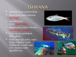    Ishrana im je raznovrsna:
   filtracioni način ishrane
    (haringe)
   insektivorne
    vrste (pastrmke)
   karnivoran način ishrane
    (barakuda, pirana)
   Usta su na prednjem
    delu glave
   Neke nemaju zube, neke
    imaju ždrelne zube
    (biljojedi), a neke iaju
    vrlo snažne zube
    (grabljivice)
 
