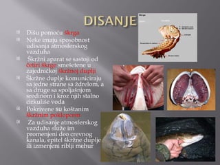    Dišu pomoću škrga
   Neke imaju sposobnost
    udisanja atmosferskog
    vazduha
    Škržni aparat se sastoji od
    četiri škrge smešetene u
    zajedničkoj škržnoj duplji
   Škržne duplje komuniciraju
    sa jedne strane sa ždrelom, a
    sa druge sa spoljašnjom
    sredinom i kroz njih stalno
    cirkuliše voda
   Pokrivene su koštanim
    škržnim poklopcem
    Za udisanje atmosferskog
    vazduha služe im
    promenjeni deo crevnog
    kanala, epitel škržne duplje
    ili izmenjeni riblji mehur
 