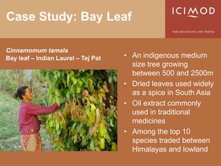 Case Study: Bay Leaf

Cinnamomum tamala
Bay leaf – Indian Laurel – Tej Pat   • An indigenous medium
                                       size tree growing
                                       between 500 and 2500m
                                     • Dried leaves used widely
                                       as a spice in South Asia
                                     • Oil extract commonly
                                       used in traditional
                                       medicines
                                     • Among the top 10
                                       species traded between
                                       Himalayas and lowland
 