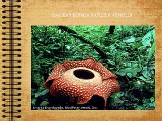 GAMBAR BUNGA RAFLESIA ARNOLDI
 