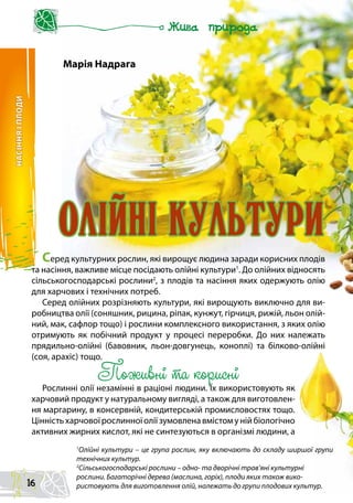 НАСІННЯІПЛОДИ
Серед культурних рослин, які вирощує людина заради корисних плодів
та насіння, важливе місце посідають олійні культури1
. До олійних відносять
сільськогосподарські рослини2
, з плодів та насіння яких одержують олію
для харчових і технічних потреб.
Серед олійних розрізняють культури, які вирощують виключно для ви-
робництва олії (соняшник, рицина, ріпак, кунжут, гірчиця, рижій, льон олій-
ний, мак, сафлор тощо) і рослини комплексного використання, з яких олію
отримують як побічний продукт у процесі переробки. До них належать
прядильно-олійні (бавовник, льон-довгунець, коноплі) та білково-олійні
(соя, арахіс) тощо.
Поживні та корисні
Рослинні олії незамінні в раціоні людини. Їх використовують як
харчовий продукт у натуральному вигляді, а також для виготовлен-
ня маргарину, в консервній, кондитерській промисловостях тощо.
Цінністьхарчовоїрослинноїоліїзумовленавмістомунійбіологічно
активних жирних кислот, які не синтезуються в організмі людини, а
Марія Надрага
ОлIйнI культури
1
Олійні культури – це група рослин, яку включають до складу ширшої групи
технічних культур.
2
Сільськогосподарські рослини – одно- та дворічні трав’яні культурні
рослини. Багаторічні дерева (маслина, горіх), плоди яких також вико-
ристовують для виготовлення олій, належать до групи плодових культур.16
 