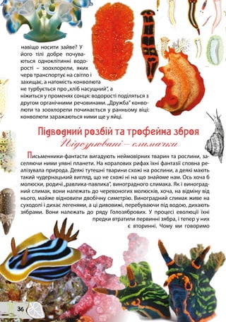 навіщо носити зайве? У
його тілі добре почува-
ються одноклітинні водо-
рості – зоохлорели, яких
черв транспортує на світло і
захищає, а натомість конволюта
не турбується про„хліб насущний”, а
ніжиться у променях сонця: водорості поділяться з
другом органічними речовинами.„Дружба” конво-
люти та зоохлорели починається у ранньому віці:
конволюти заражаються ними ще у яйці.
Пiдводний розбiй та трофейна зброя
Пiдозрюванi – слимачки
Письменники-фантасти вигадують неймовірних тварин та рослини, за-
селяючи ними уявні планети. На коралових рифах їхні фантазії сповна ре-
алізувала природа. Деякі тутешні тварини схожі на рослини, а деякі мають
такий чудернацький вигляд, що не схожі ні на що знайоме нам. Ось хоча б
молюски, родичі„равлика-павлика”, виноградного слимака. Як і виноград-
ний слимак, вони належать до черевоногих молюсків, хоча, на відміну від
нього, майже відновили двобічну симетрію. Виноградний слимак живе на
суходолі і дихає легенями, а ці дивовижі, перебуваючи під водою, дихають
зябрами. Вони належать до ряду Голозябрових. У процесі еволюції їхні
предки втратили первинні зябра, і тепер у них
є вторинні. Чому ми говоримо
36
 