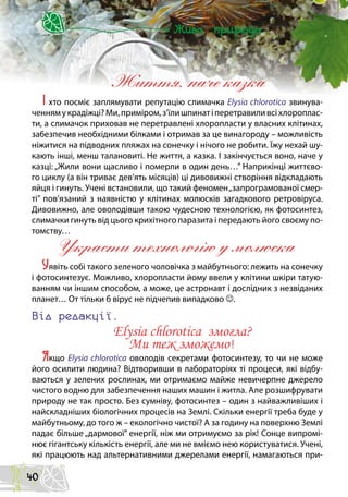 Життя, наче казка
I хто посміє заплямувати репутацію слимачка Elysia chlorotica звинува-
ченнямукрадіжці?Ми,приміром,з’їлишпинатіперетравиливсіхлороплас-
ти, а слимачок приховав не перетравлені хлоропласти у власних клітинах,
забезпечив необхідними білками і отримав за це винагороду – можливість
ніжитися на підводних пляжах на сонечку і нічого не робити. Їжу нехай шу-
кають інші, менш талановиті. Не життя, а казка. І закінчується воно, наче у
казці: „Жили вони щасливо і померли в один день…” Наприкінці життєво-
го циклу (а він триває дев’ять місяців) ці дивовижні створіння відкладають
яйця і гинуть. Учені встановили, що такий феномен„запрограмованої смер-
ті” пов’язаний з наявністю у клітинах молюсків загадкового ретровіруса.
Дивовижно, але оволодівши такою чудесною технологією, як фотосинтез,
слимачки гинуть від цього крихітного паразита і передають його своєму по-
томству…
Украсти технологію у молюска
Уявіть собі такого зеленого чоловічка з майбутнього: лежить на сонечку
і фотосинтезує. Можливо, хлоропласти йому ввели у клітини шкіри татую-
ванням чи іншим способом, а може, це астронавт і дослідник з незвіданих
планет… От тільки б вірус не підчепив випадково .
Від редакції.
Elysia chlorotica змогла?
Ми теж зможемо!
Якщо Elysia chlorotica оволодів секретами фотосинтезу, то чи не може
його осилити людина? Відтворивши в лабораторіях ті процеси, які відбу-
ваються у зелених рослинах, ми отримаємо майже невичерпне джерело
чистого водню для забезпечення наших машин і житла. Але розшифрувати
природу не так просто. Без сумніву, фотосинтез – один з найважливіших і
найскладніших біологічних процесів на Землі. Скільки енергії треба буде у
майбутньому, до того ж – екологічно чистої? А за годину на поверхню Землі
падає більше „дармової” енергії, ніж ми отримуємо за рік! Сонце випромі-
нює гігантську кількість енергії, але ми не вміємо нею користуватися. Учені,
які працюють над альтернативними джерелами енергії, намагаються при-
40
 