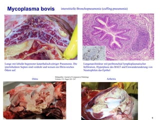 9
Mycoplasma bovis interstitielle Bronchopneumonie (cuffing pneumonia)
Bildquellen: Journal of Comparative Pathology
Volum...