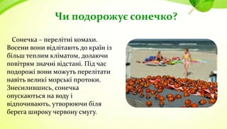 Я хочу знати все! Хто такі комахи?… (віртуально-пізнавальний проєкт) | PPT