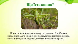 Що їсть коник?
Живиться коник в основному гусеницями й дрібними
метеликами. Але іноді може поласувати листям винограду,
квітами і бруньками дерев, стеблами соковитої трави.
 