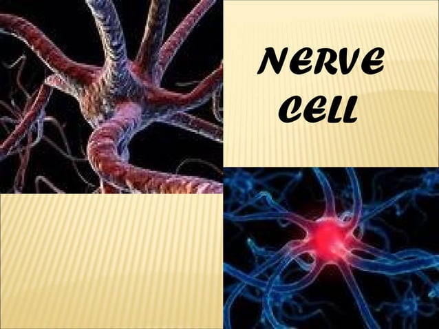 grade 7 ppt | PPT