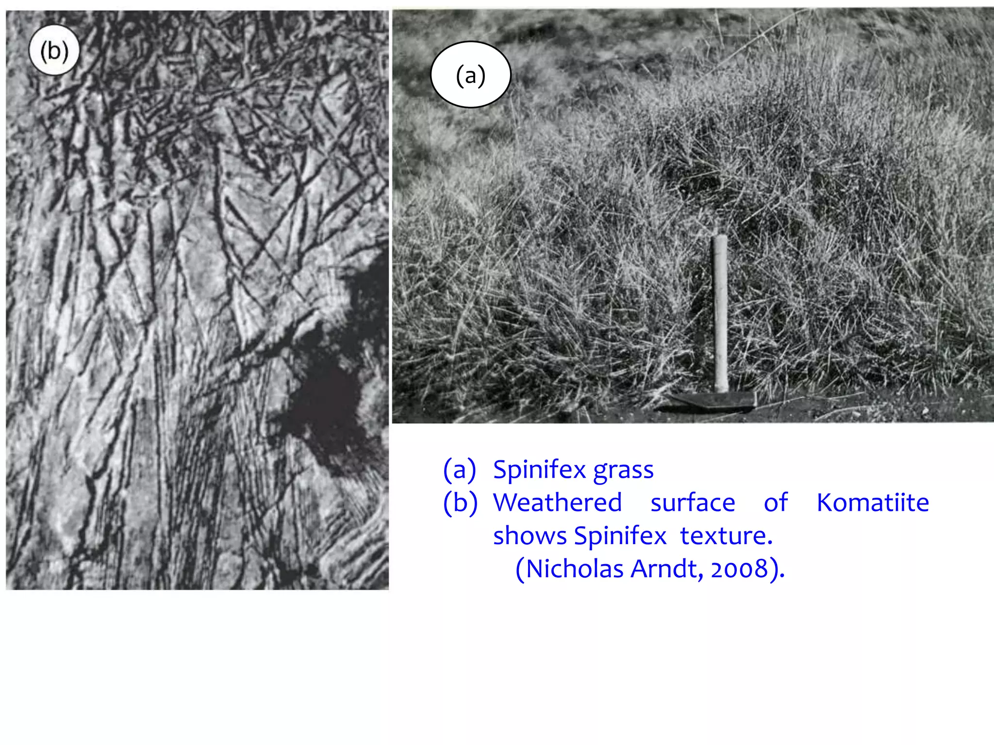 (a) Spinifex grass
(b) Weathered surface of Komatiite
shows Spinifex texture.
(Nicholas Arndt, 2008).
(a)
 