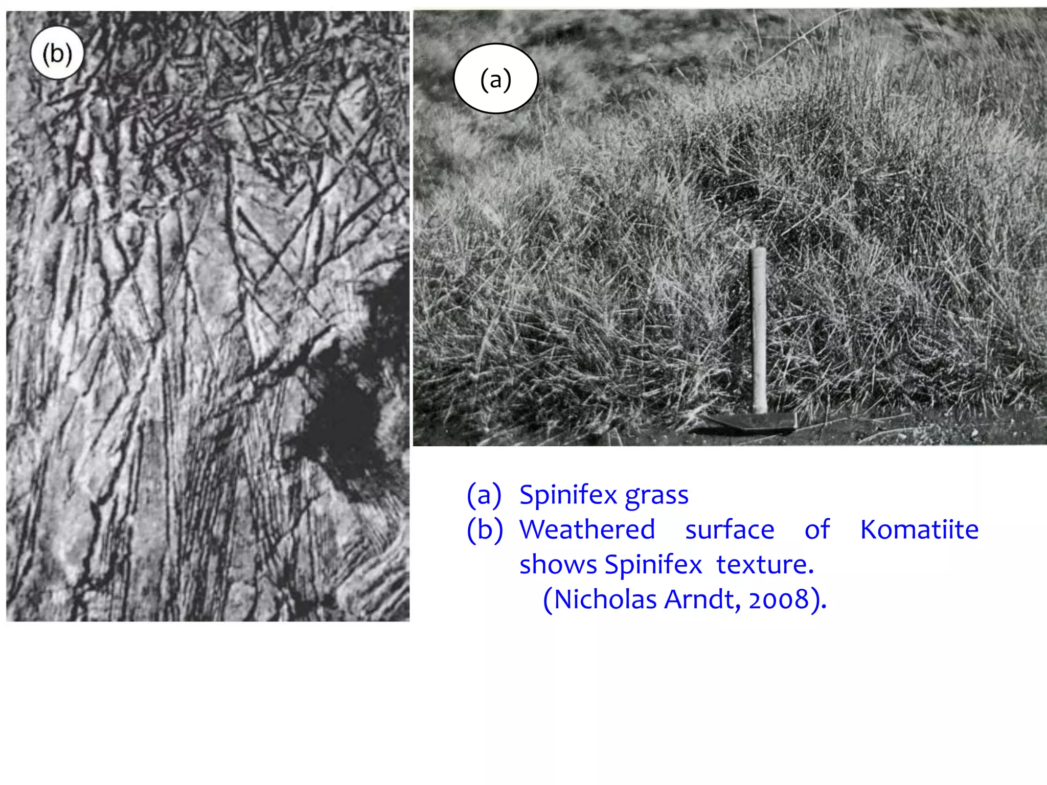 (a) Spinifex grass
(b) Weathered surface of Komatiite
shows Spinifex texture.
(Nicholas Arndt, 2008).
(a)
 