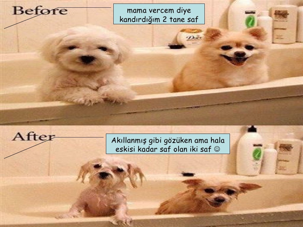 twitter köpekli