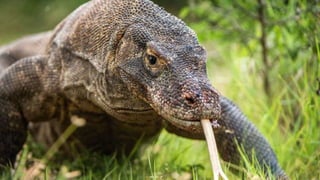 Komodo zmaj | PPT