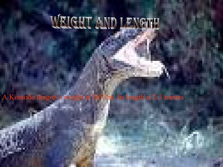 komodo dragon