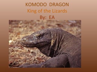 KOMODO  DRAGON King of the Lizards By:  EA 