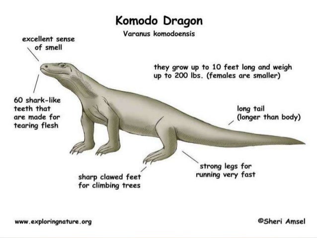 komodo-dragon