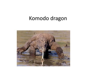 Komodo dragon  