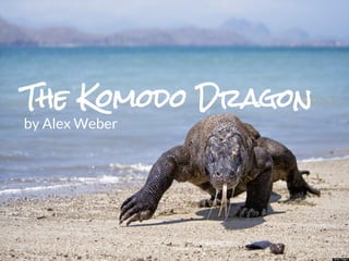 The Komodo Dragon
by Alex Weber

 