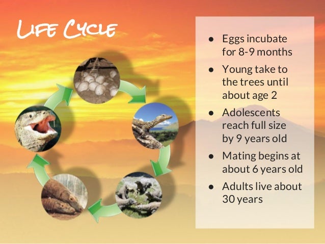 Life Cycle Of A Lizard