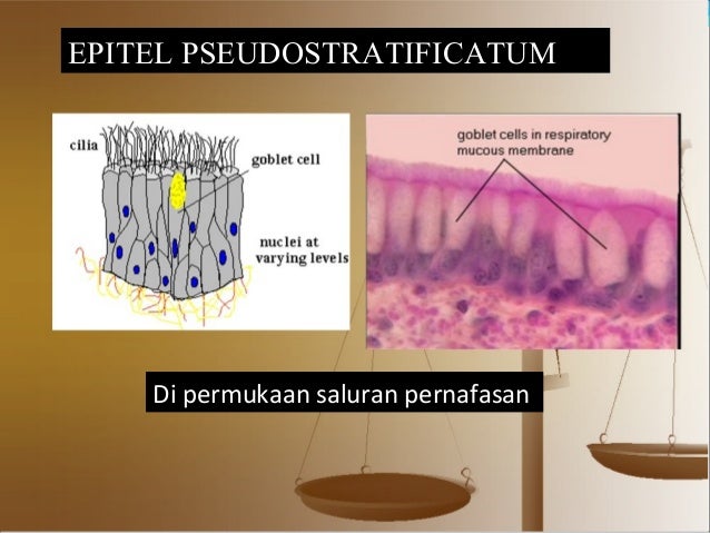 Komponen dan komposisi tubuh manusia