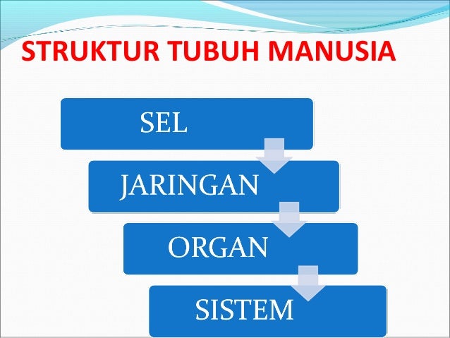 Komponen dan komposisi tubuh manusia