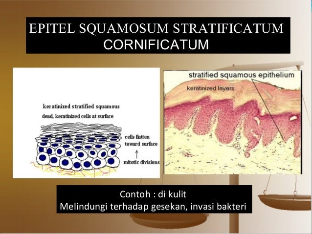 Komponen dan komposisi tubuh manusia
