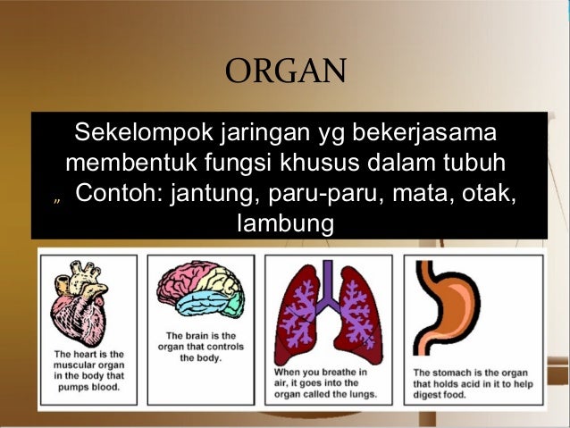Komponen dan komposisi tubuh manusia