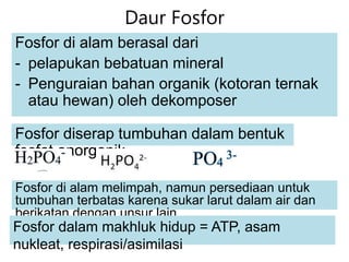 Daur Fosfor
Fosfor di alam berasal dari
- pelapukan bebatuan mineral
- Penguraian bahan organik (kotoran ternak
atau hewan) oleh dekomposer
Fosfor diserap tumbuhan dalam bentuk
fosfat anorganik
Fosfor di alam melimpah, namun persediaan untuk
tumbuhan terbatas karena sukar larut dalam air dan
berikatan dengan unsur lain.
Fosfor dalam makhluk hidup = ATP, asam
nukleat, respirasi/asimilasi
 