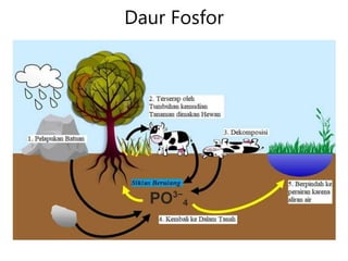 Daur Fosfor
 