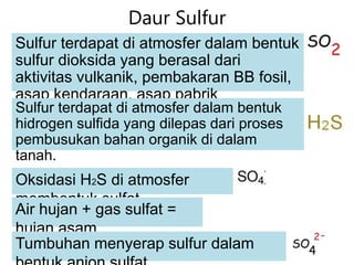 Daur Sulfur
Sulfur terdapat di atmosfer dalam bentuk
sulfur dioksida yang berasal dari
aktivitas vulkanik, pembakaran BB fosil,
asap kendaraan, asap pabrik
Oksidasi H2S di atmosfer
membentuk sulfat
Air hujan + gas sulfat =
hujan asam
Sulfur terdapat di atmosfer dalam bentuk
hidrogen sulfida yang dilepas dari proses
pembusukan bahan organik di dalam
tanah.
Tumbuhan menyerap sulfur dalam
 