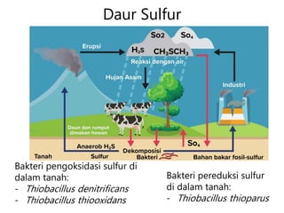 Daur Sulfur
Bakteri pengoksidasi sulfur di
dalam tanah:
- Thiobacillus denitrificans
- Thiobacillus thiooxidans
Bakteri pereduksi sulfur
di dalam tanah:
- Thiobacillus thioparus
 