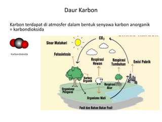 Daur Karbon
Karbon terdapat di atmosfer dalam bentuk senyawa karbon anorganik
= karbondioksida
 
