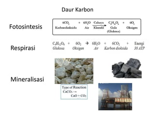 Daur Karbon
Fotosintesis
Respirasi
Mineralisasi
 