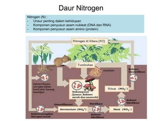Daur Nitrogen
Nitrogen (N) :
- Unsur penting dalam kehidupan
- Komponen penyusun asam nukleat (DNA dan RNA)
- Komponen penyusun asam amino (protein)
 