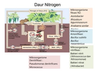 Daur Nitrogen
Mikroorganisme
fiksasi N2:
Azotobacter
Rhizobium
leguminosorum
Anabaena azolae
Nostoc
Mikroorganisme
Amonifikasi:
Bacillus subtilis
Bacillus
mesentericus
Mikroorganisme
nitrifikasi :
Bakteri nitrit
(Nitrosococcus dan
Nitrosomonas)
Bakteri nitrat
(Nitrobacter)
Mikroorganisme
Deniitifikasi :
Pseudomonas denitrificans
Micrococcus
 