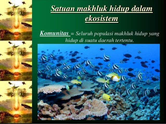 Komponen ekosistem, peran dan interaksinya