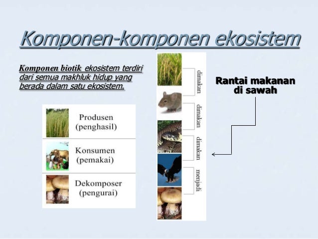 Komponen ekosistem, peran dan interaksinya