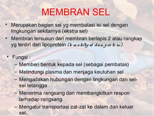 Komponen Tubuh Manusia