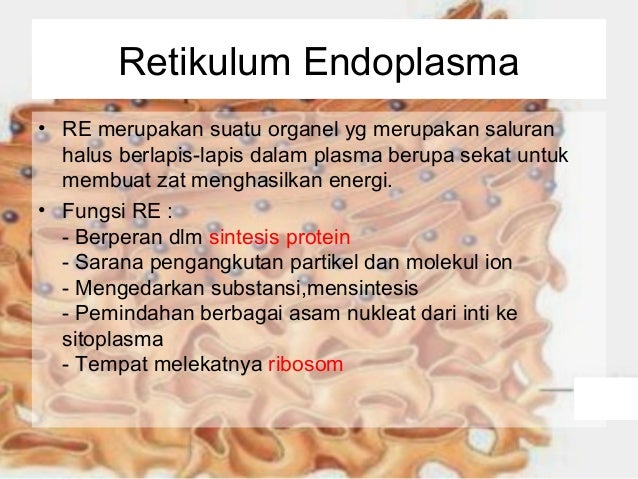 Komponen Tubuh Manusia