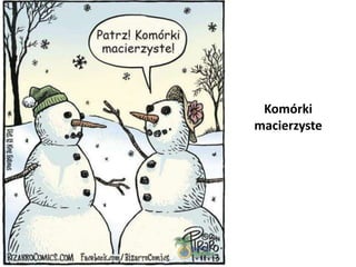 Komórki
macierzyste
 