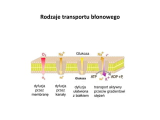 RER - dobrze rozwinięta:
• komórki sekrecyjne pęcherzykowe trzustki (enzymy trawienne)
• plazmocyty (γ-globuliny)
• fibrob...