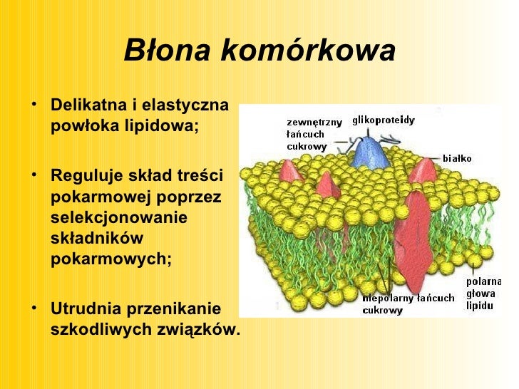 ściana Komórkowa Roślin Jest Zbudowana Głównie Z Białek I Lipidów Komórka jednostką budulcową organizmów