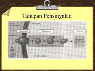 Komunikasi Sel: Mekanisme dan Jenis Pensinyalan dalam Organisme ...