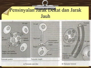 Komunikasi Sel: Mekanisme dan Jenis Pensinyalan dalam Organisme ...