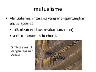mutualisme 
• Mutualisme: interaksi yang menguntungkan 
kedua spesies. 
• mikoriza(cendawan–akar tanaman) 
• semut–tanaman berbunga 
Simbiosis semut 
dengan tanaman 
Acacia 
 