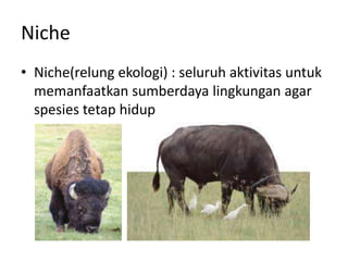 Niche 
• Niche(relung ekologi) : seluruh aktivitas untuk 
memanfaatkan sumberdaya lingkungan agar 
spesies tetap hidup 
 