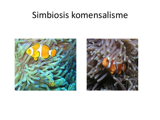 Komunitas 2